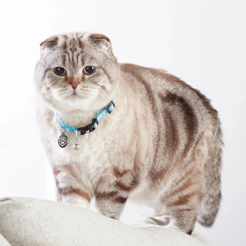 ▷ Max & Molly Collar Inteligente para Gatos, Retro Blue ©