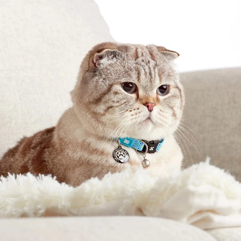 Max & Molly Collar Inteligente para Gatos, Retro Blue
