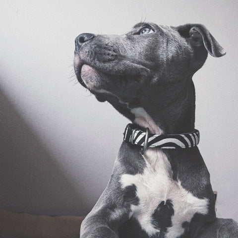 Max & Molly Collar Inteligente para Perro, Cebra